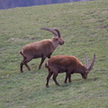 IMG_5335