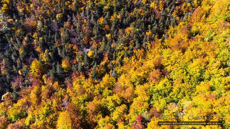 DJI_0061.jpg