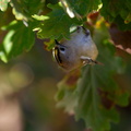IMG 0069