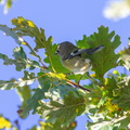 IMG 0089