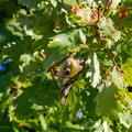 IMG 0133