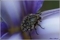 20090512201548-7cd5da4a.jpg