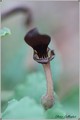 20090512201737-ebe087ed.jpg