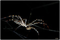 20090809185211-c3b05bb6.jpg
