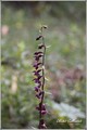 20090815143414-f4fe0e9c.jpg