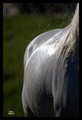20100326210246-342cc587.jpg