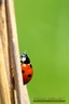 FAUNE