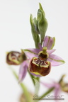 Flore